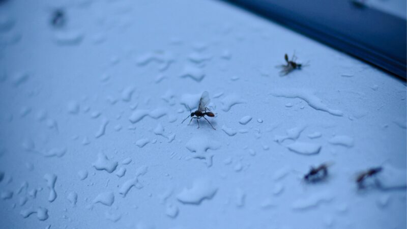 How to Get Rid of Flying Ants Around Pool