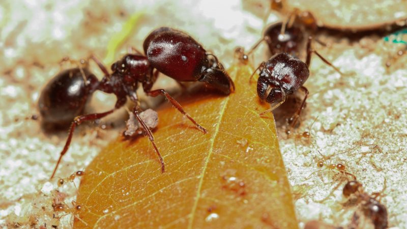 How to Get Rid of Harvester Ants | Natural Strategies for Success ...