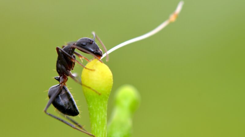 How to Prevent Harvester Ants From Invading Your House