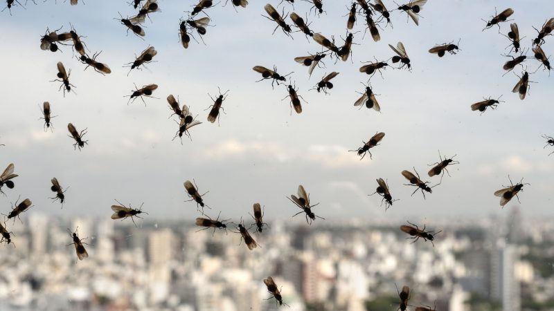 Types of Flying Ants in Pool