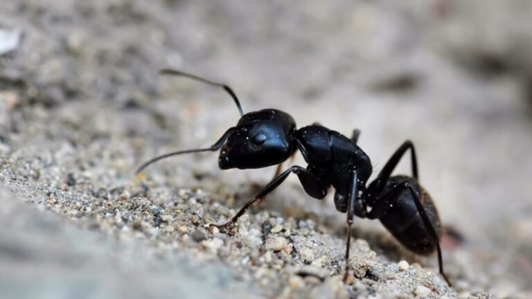 How to Get Rid of Black Ants | Natural and Pesticide Solutions - Pest ...