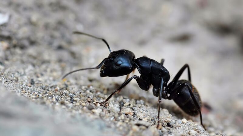 What Are Black Ants