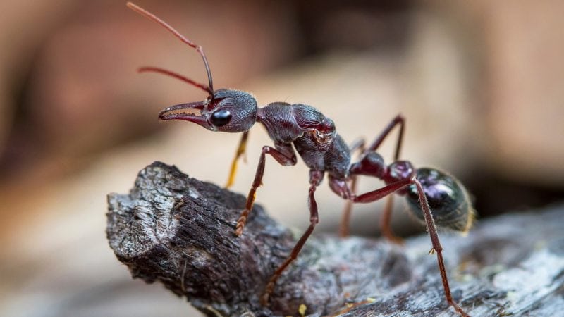 What Type of Ants Attack Grills