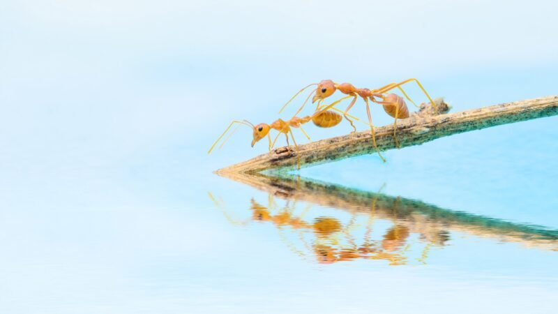 Why Do Ants Keep Getting in Pool