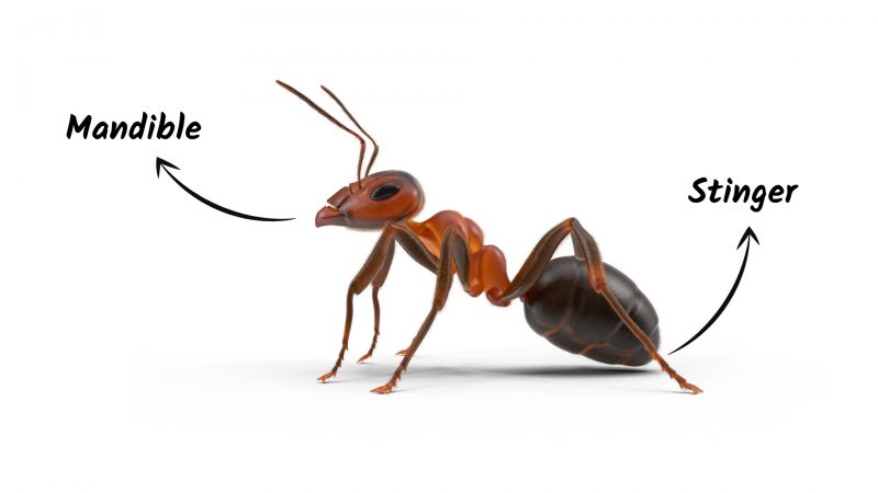 Ant Bites vs. Ant Stings What Is the Difference