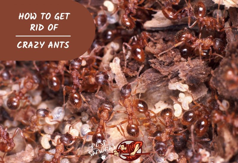 Crazy Ants How to Get Rid of Crazy Ants