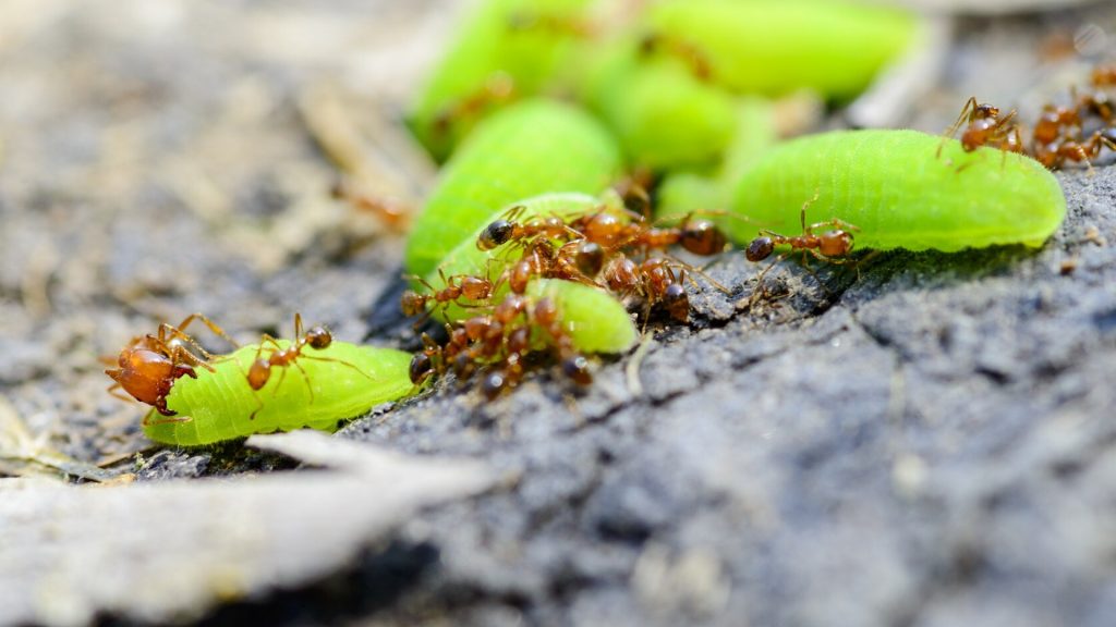 red ant bite