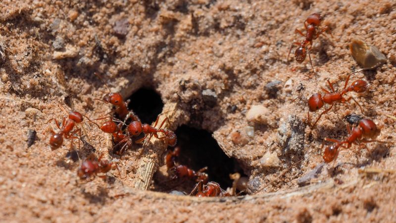 Fire Ants Habitat Where Do Fire Ants Live