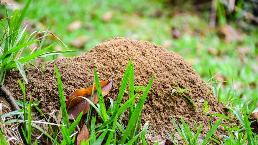 How to Get Rid of Ant Hills Naturally – Natural Ant Hill Killers