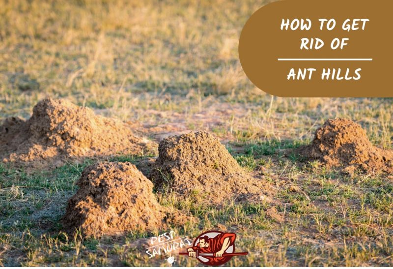 How to Get Rid of Ant Hills