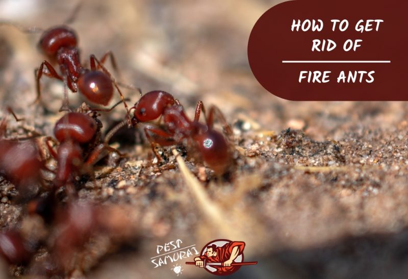 How to get rid of ant in the garden