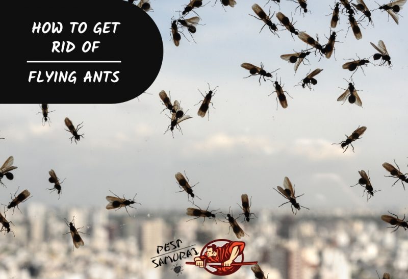 How To Get Rid Of Flying Ants A Complete Guide Pest Samurai,Flour Substitute For Cornstarch