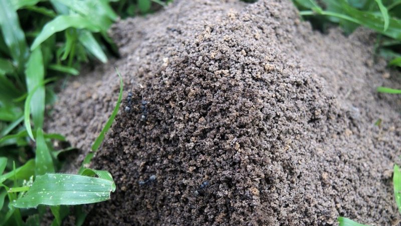How to Get Rid of Large Ant Hills