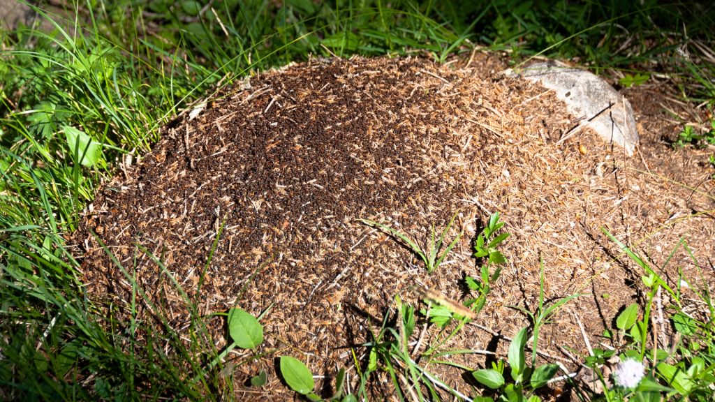 How to Get Rid of Thatch Ants