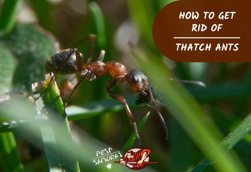 Thatching Ants How to Get Rid of Thatch Ants