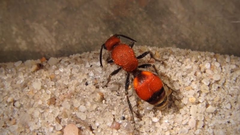 Velvet Ant Bites Cow Killer Ant Bites