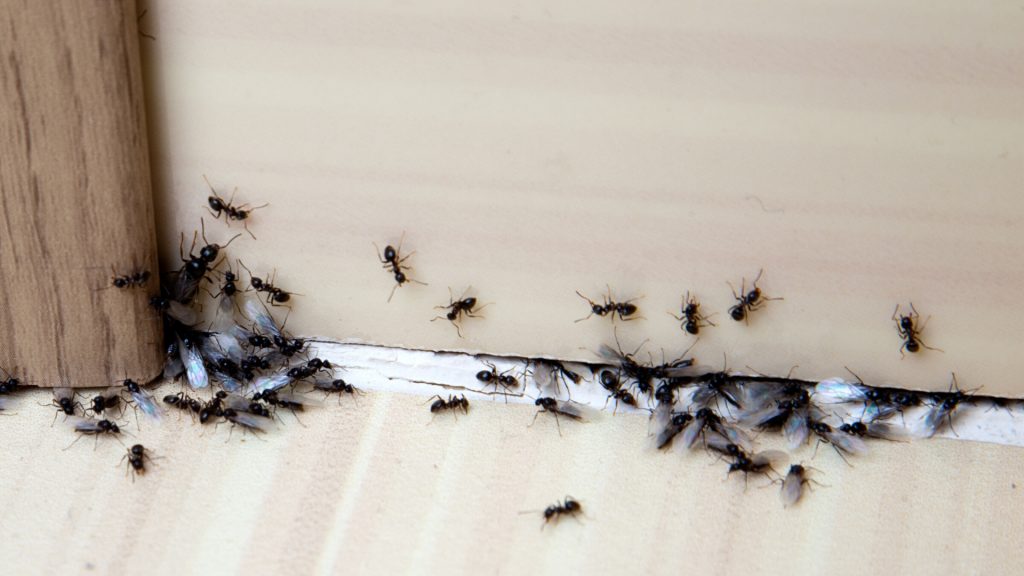 what causes flying ants inside the house