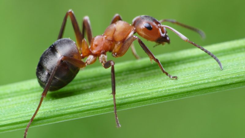 What Are Thatching Ants