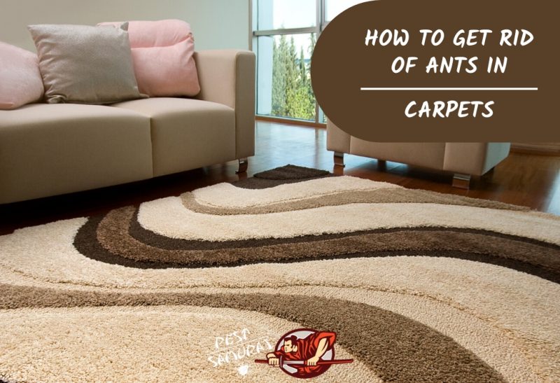 Ants In Carpet How To Get Rid Of Ants In Carpets Pest Samurai