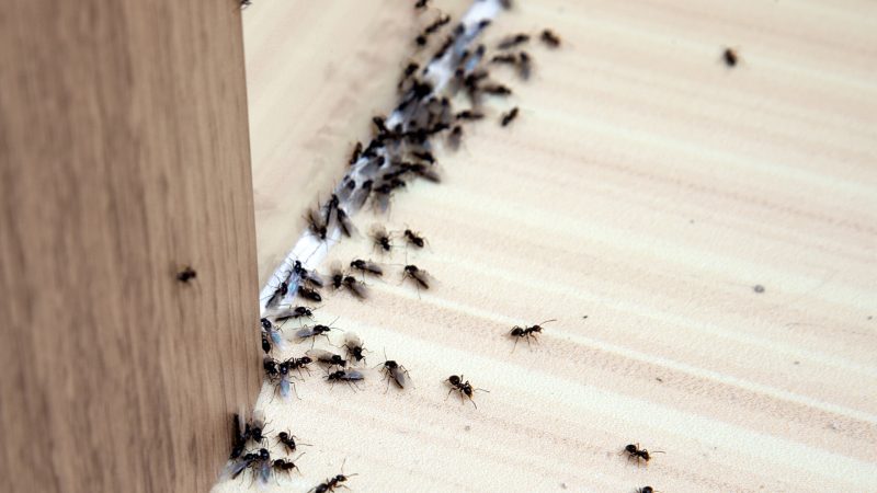 Ants in Hotel Room