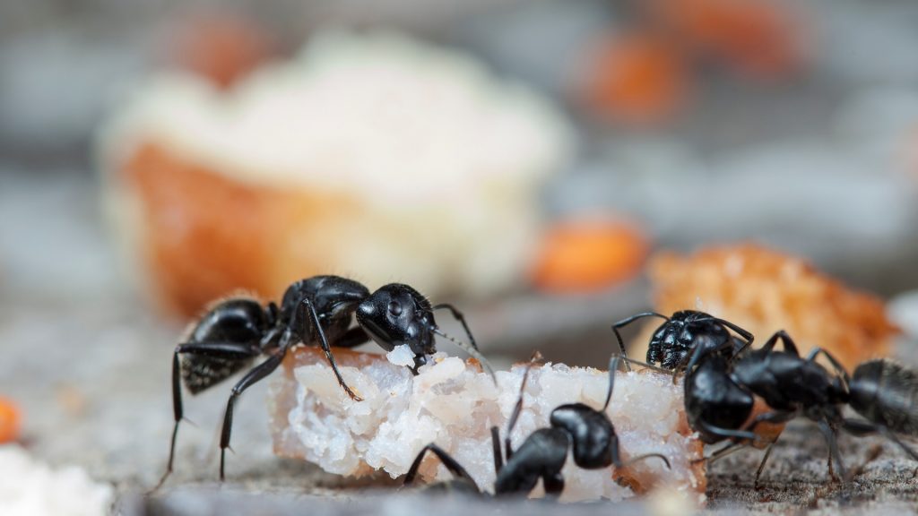 24 Best Ants in apartment carpet of Rent in Singapore