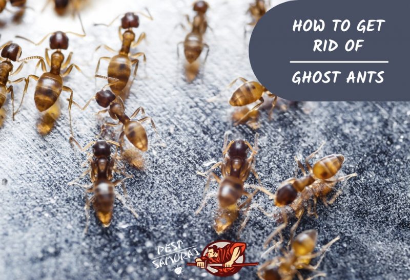 Ghost Ants How to Get Rid of Ghost Ants