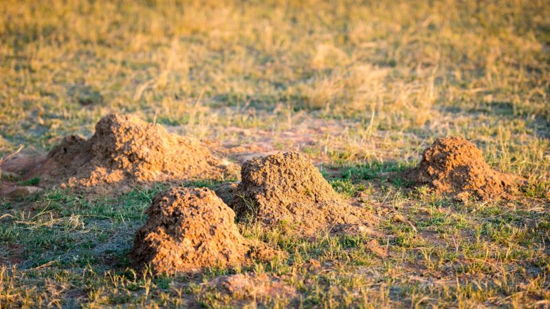 Tiny Ant Hills All Over Lawn