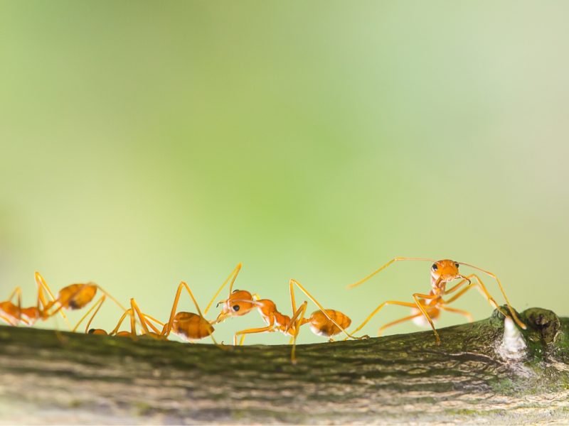 What Do Pharaoh Ants Look LikeWhat Do Pharaoh Ants Look Like