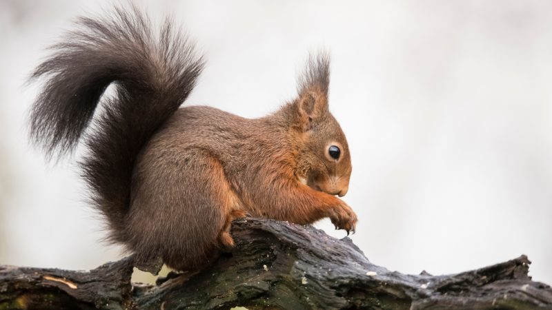 Alternative Ways to Get Rid of Squirrels