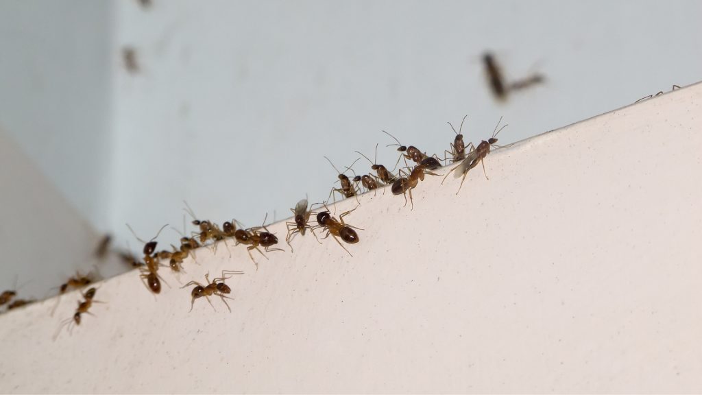 Ants in Bedroom