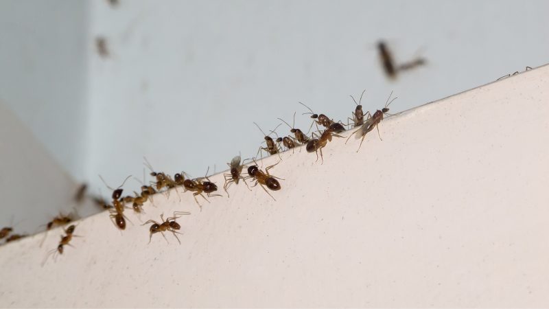 Ants in Bedroom