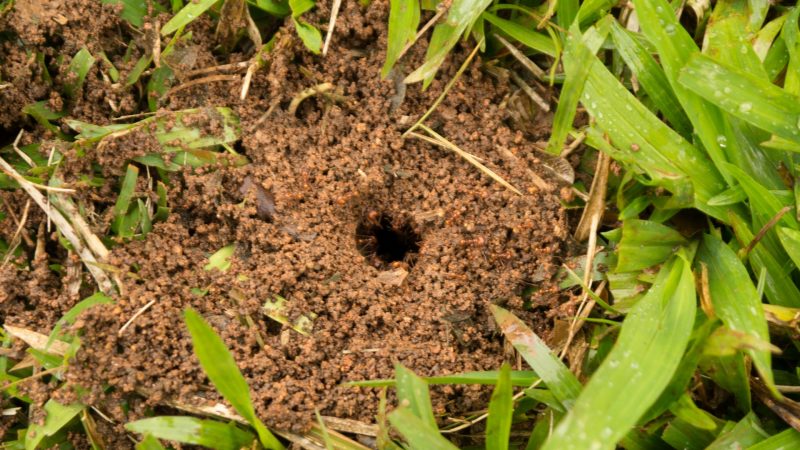 Are Leaf Cutter Ants Important for the Ecosystem
