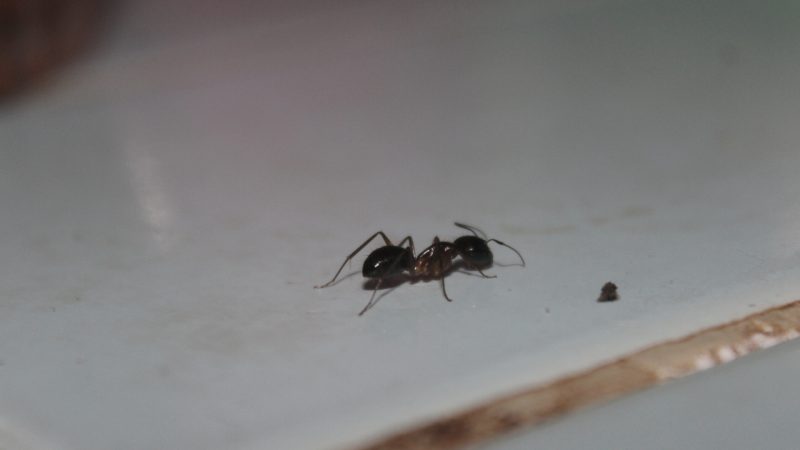 Black Ants in My Bedroom