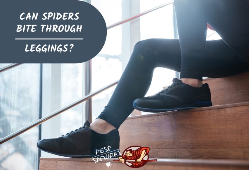Can Spiders Bite Through Leggings