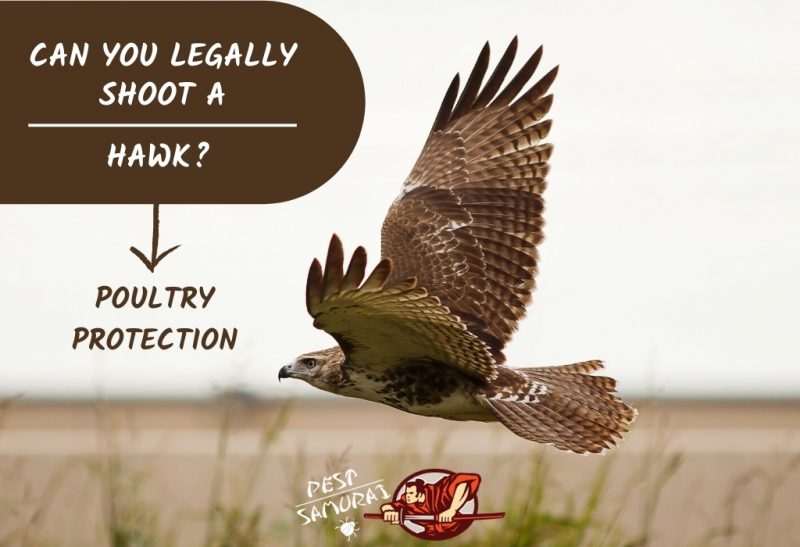 Can You Shoot a Hawk If It Is Attacking Chickens