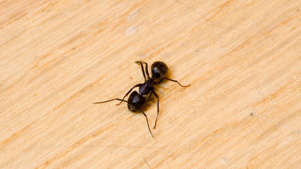 Carpenter Ants in Bedroom Big Black Ants in Bedroom