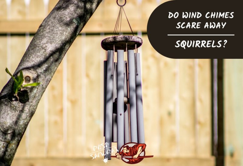 Do Wind Chimes Scare Away Squirrels