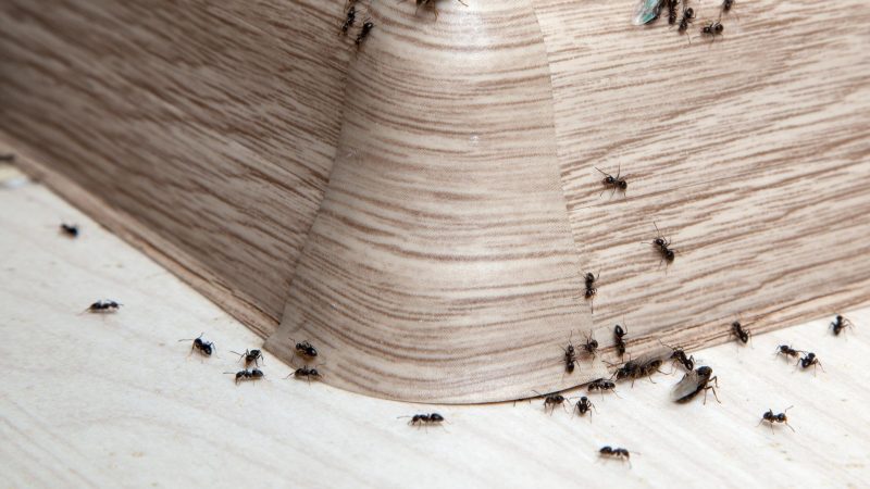 How Does Vinegar Kill Ants