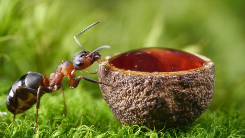 How To Keep Ants Away from Honey