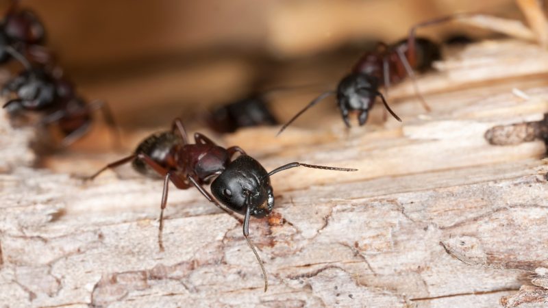 How to Get Rid of Carpenter Ants in Trees