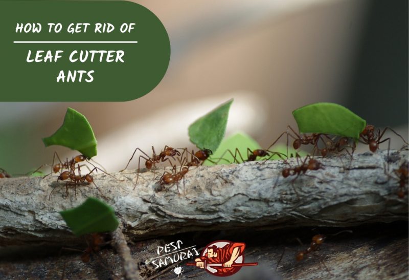How to Get Rid of Leaf Cutter Ants
