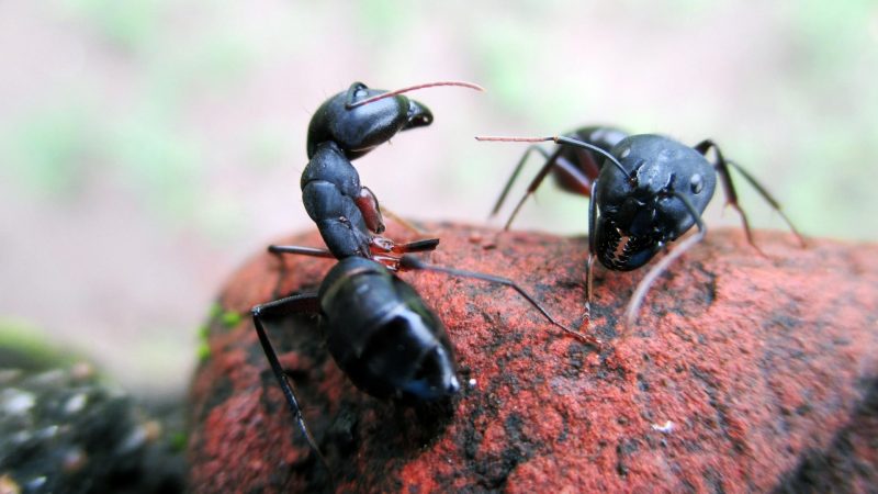 How to Recognize a Carpenter Ants Infestation on Trees