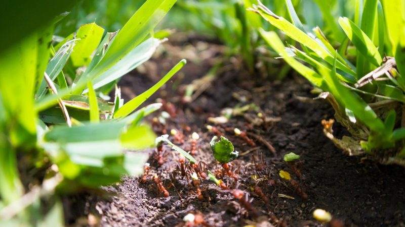 How to Repel Leaf Cutter Ants Natural Methods