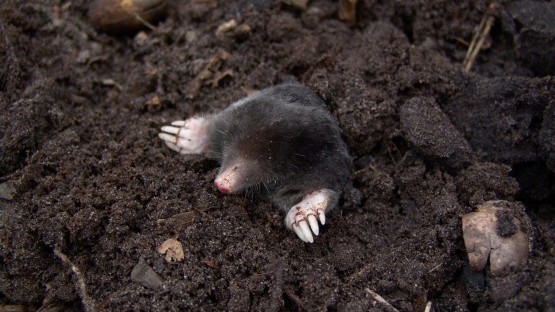 Interesting Facts About Moles