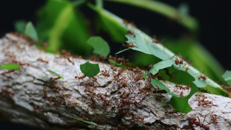 Leaf Cutter Ant Control