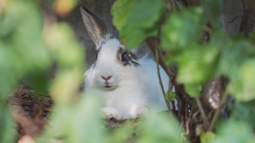 Other Natural Techniques for Repelling Rabbits