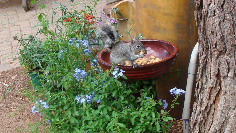 Other Ways to Keep Squirrels Out of Gardens