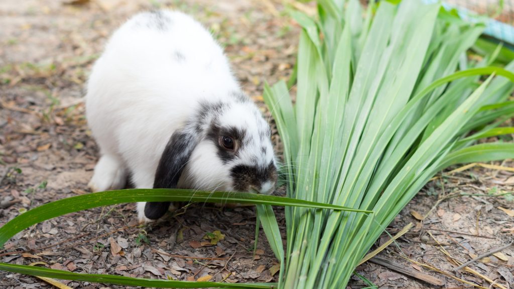 Signs That Indicate Presence of Rabbits in Gardens