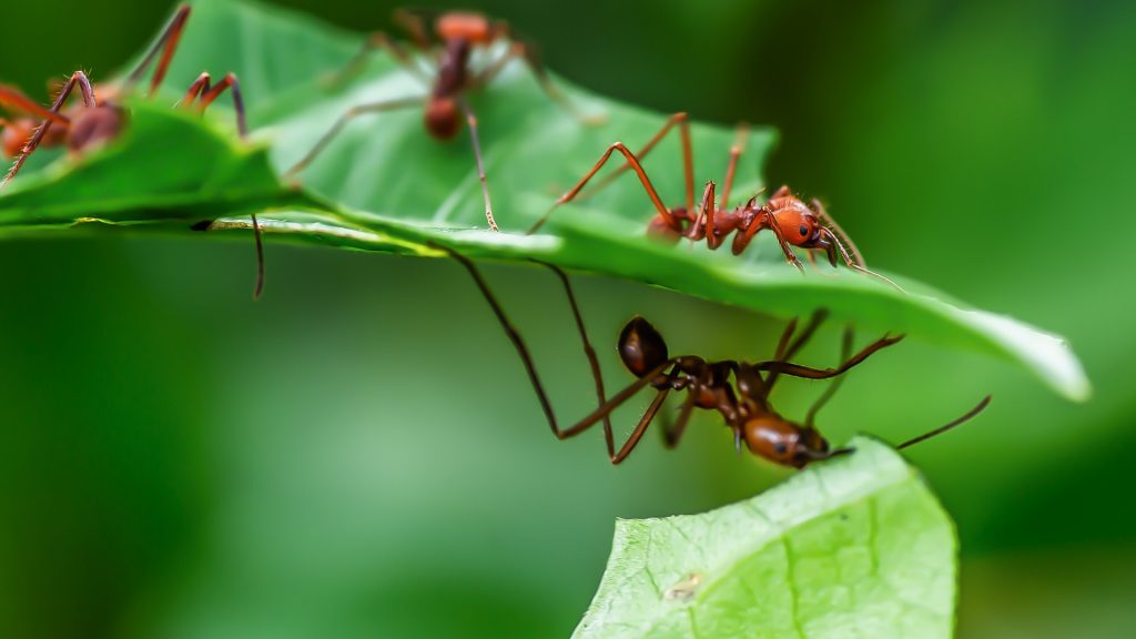 bay leaf ants