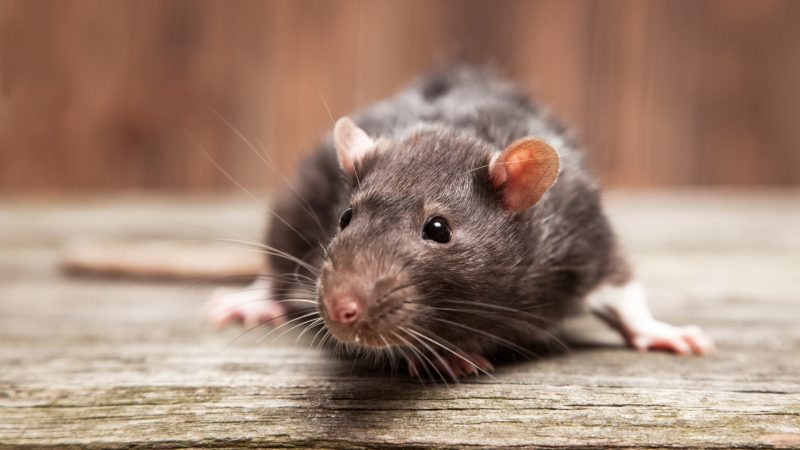 What Scented Candle Repels Mice